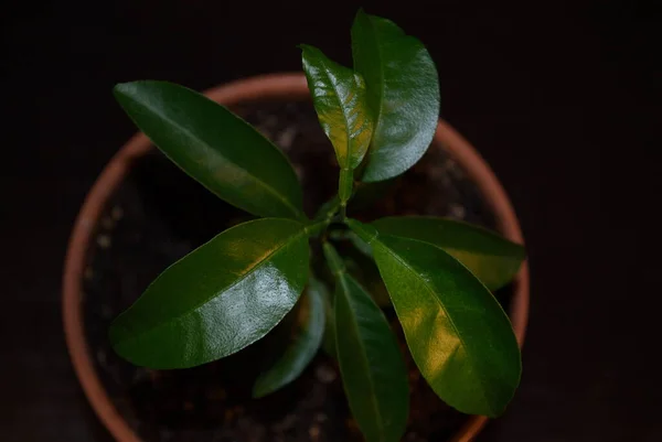 Brote Mandarina Verde Una Olla Sobre Fondo Oscuro —  Fotos de Stock