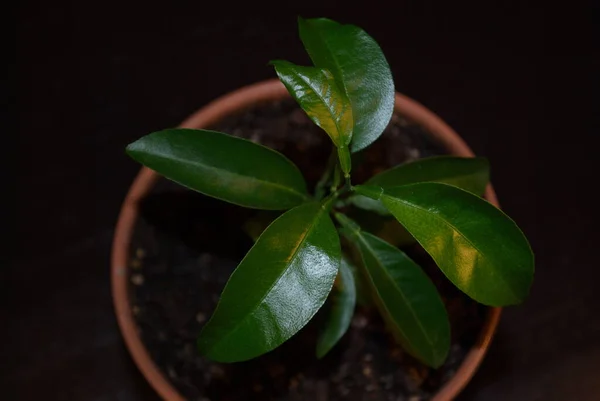 Groene Mandarijn Spruit Een Pot Een Donkere Achtergrond — Stockfoto