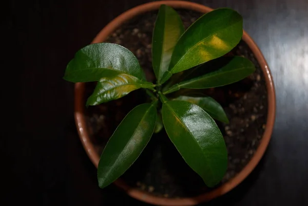 Brote Mandarina Verde Una Olla Sobre Fondo Oscuro —  Fotos de Stock