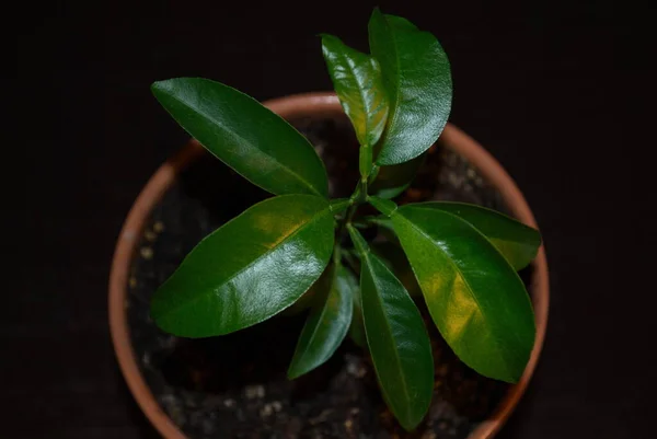 Groene Mandarijn Spruit Een Pot Een Donkere Achtergrond — Stockfoto