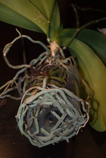 Raíces Hojas Orquídea Phalaenopsis Sobre Fondo Oscuro —  Fotos de Stock