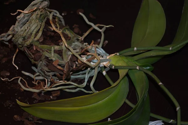 Roseta Hojas Tallo Raíces Orquídea Phalaenopsis Sobre Fondo Oscuro —  Fotos de Stock