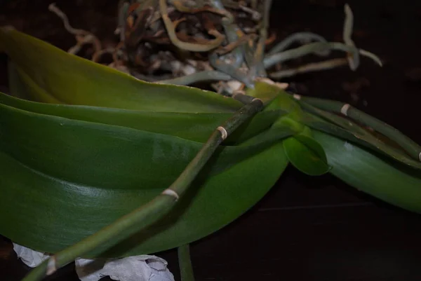 Phalaenopsis Orchidea Leveleinek Szárának Gyökereinek Rozettája Sötét Alapon — Stock Fotó