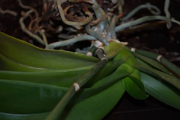 Rozet Van Bladeren Stengel Wortels Van Phalaenopsis Orchidee Een Donkere — Stockfoto