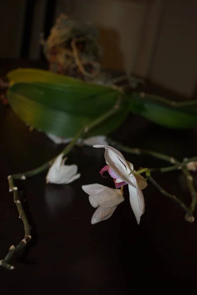 Orquídea Phalaenopsis Blanca Con Centro Rosado Sin Una Olla Una —  Fotos de Stock