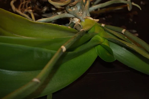 Roseta Hojas Tallo Phalaenopsis Orquídea Sobre Fondo Oscuro —  Fotos de Stock