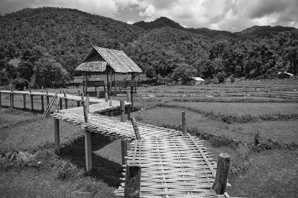 Kuzey Tayland 'da bambu yolu