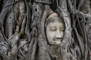 Banyan Ağacı Köklerinde Buda 'nın Kafası