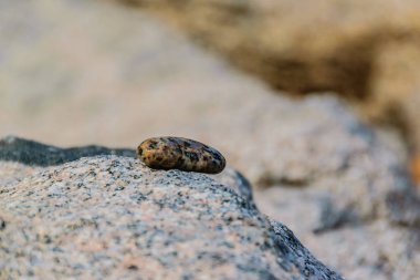 doğal dokusuna açık havada taştan, desen