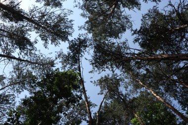 Aşağıdan mavi gökyüzüne bakan çam ağaçlarının manzarası