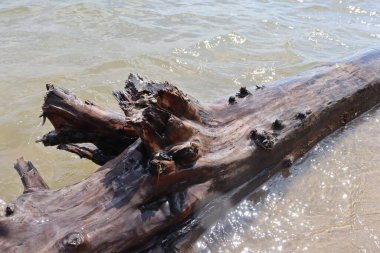 Nehir kıyısında dalgalarla yıkanmış yaşlı bir ağaç.