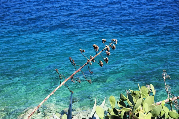 Bitki Ege Denizi üzerinde yükseldi. Opuntia kaktüsü ve denizin yeşil-mavi rengi..
