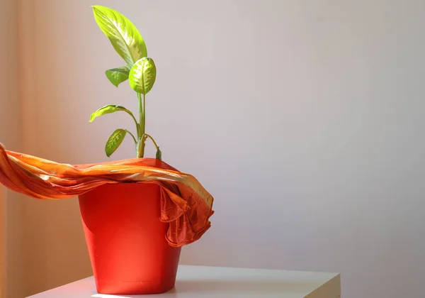 Kırmızı bez ve Difenbachia çiçeği. Dieffenbachia, Araceae familyasından tropikal bir bitki cinsidir..