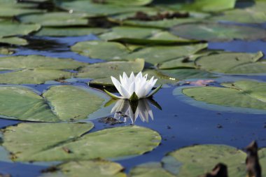 Nilüfer çiçeği. Nymphaea, Nymphaeaceae familyasından bir su bitkisi cinsidir.. 