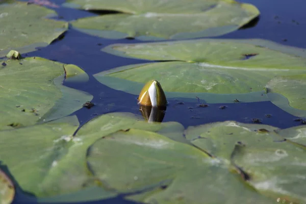Nilüfer çiçeği. Nymphaea, Nymphaeaceae familyasından bir su bitkisi cinsidir.. 