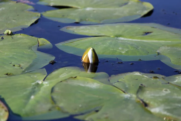 Nilüfer çiçeği. Nymphaea, Nymphaeaceae familyasından bir su bitkisi cinsidir.. 