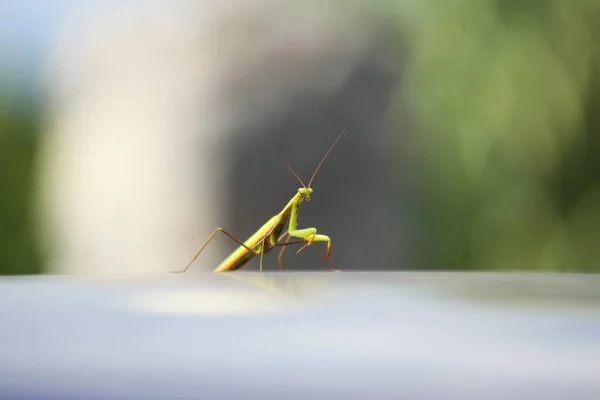 Avrupa Peygamberdevesi veya Peygamberdevesi, Mantis Religiosa. Yeşil peygamber devesi.