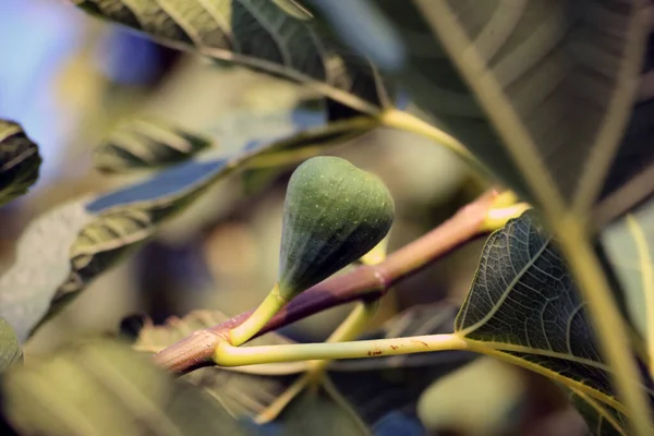 İncir yaprağı ve incir fritözü. Sabah güneşli incir ağacının dalında yeşil çiğ incir..