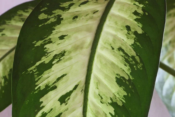 Dieffenbachia is a perennial herbaceous plant with straight stem, simple and alternate leaves containing white spots and flecks, making it attractive as indoor foliage.