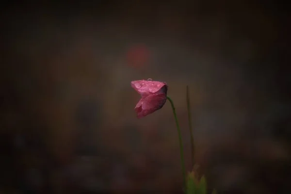 Primer Plano Alone Poppy Bajo Lluvia Esta Amapola Estaba Doblada — Foto de Stock