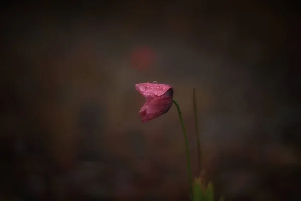 在雨中独自面对波比的特写 这个小罂粟在雨中被折叠起来 引起了我的注意 所以我拍了照 照片拍摄于2020年5月19日 — 图库照片