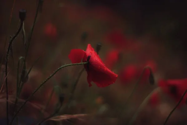 Amapola Roja Bajo Lluvia Otra Amapola Pequeña Fotografiada Durante Día —  Fotos de Stock