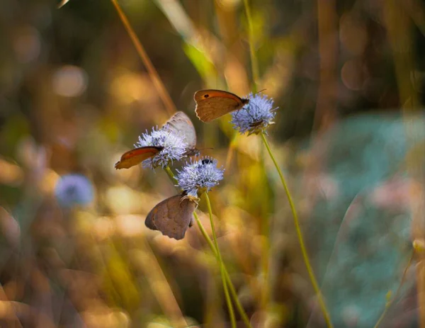 Gros Plan Groupe Papillons Sur Certaines Fleurs Photo Prise Juillet — Photo