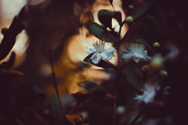 Nahaufnahme Einer Myrtenblüte Mit Bokeh Lichtern Hintergrund Foto Aufgenommen Juni — Stockfoto