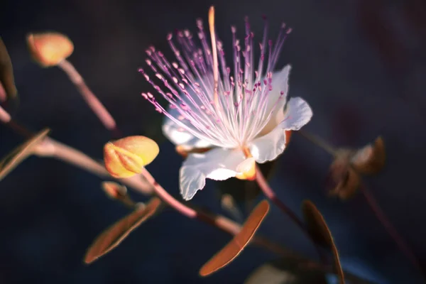 背景にボケ効果のある白い開花植物のクローズアップ 2020年7月1日の撮影 イタリア サルデーニャ島サン ガビーノ モンレーレ — ストック写真