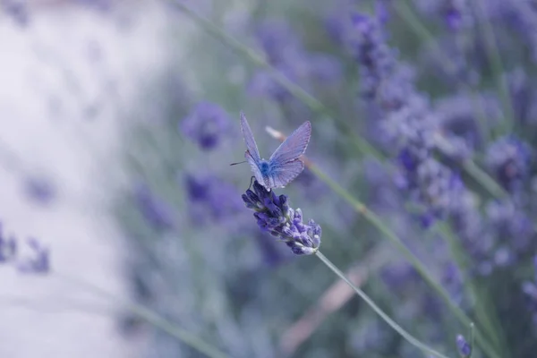 Gros Plan Papillon Bleu Sur Les Fleurs Lavande Avec Effet — Photo