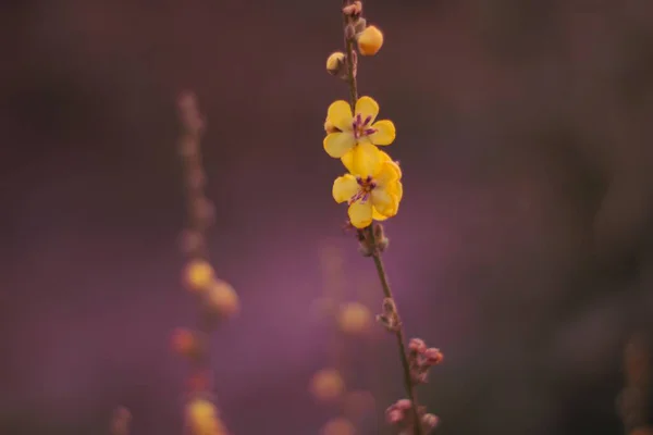 Detailní Záběr Žluté Kvetoucí Rostliny Růžovým Pozadím Fotografie Pořízena Července2020 — Stock fotografie