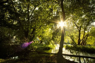 Arka planda ağaçlar ve güneş ışığı olan Tirso nehrinin manzarası. Fotoğraf 8 Ağustos 2020 'de çekildi. Konum: Afdongianus, Sardinya, İtalya.