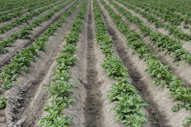 Gozlerime Genç sürgünler doğal bir arka plan olarak patates ile