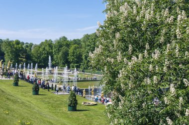 Peterhof, Rusya Federasyonu-Mayıs 26, 2018 - çiçek açması görünümü kestane ağacı ve çeşmeler parkta çağlayan