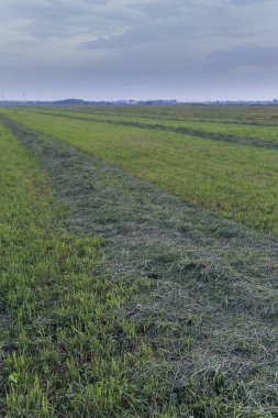 taze kesme çim alan yakın çekim üzerinde bir çizgi