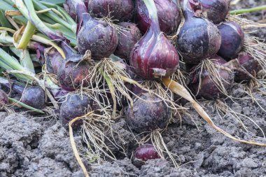 bir sürü yalan bir dünya portre taze toplanan mavi soğan