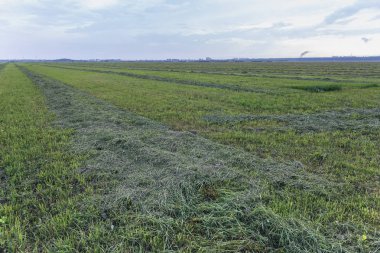 taze kesme çim alan kapat-u üzerinde bir çizgi