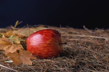 olgun sulu kırmızı elma bir saman karanlık bir arka plan üzerinde yatan
