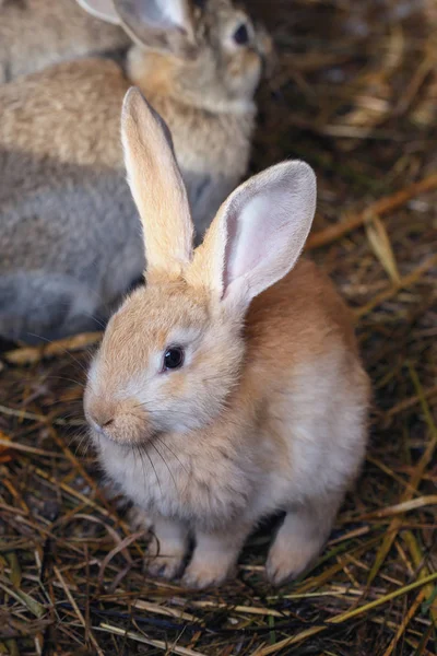 Front View Cute Little Rabbit Hay Cage — Stock Photo, Image