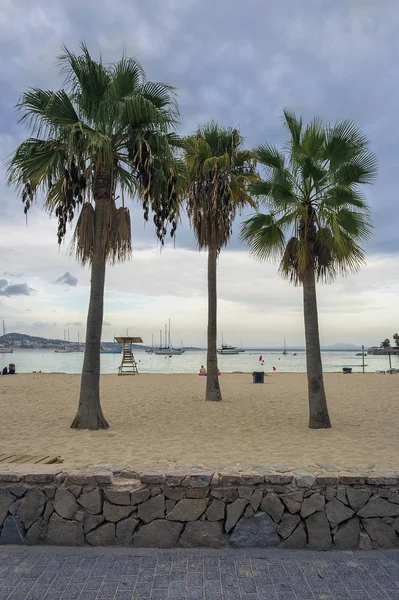 sandy beach with palm trees in the foreground in the Spanish resort of Magalluf against the evening cloudy sky