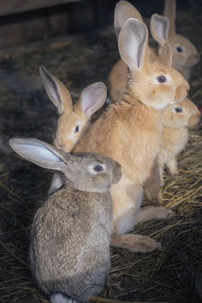 side view of a group of rabbits sitting on hay