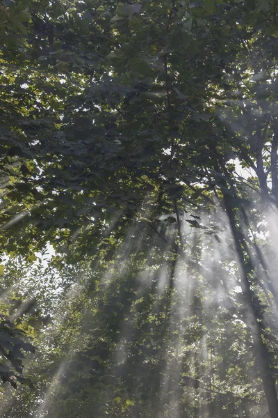 Сонячне Світло Проникає Коронку Дерева Початку Літа Морнін — стокове фото