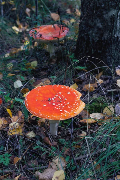 Beautiful Fly Agaric Forest Autumn Grass — Stock Photo, Image