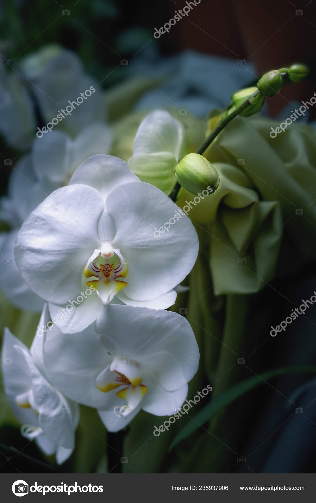 View Largest Sort Indoor Orchids Phragmipedium Longifolia Stock Photo C Westermak 235937906