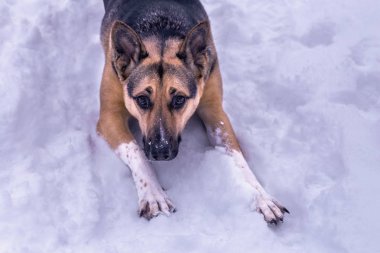 Genç Alman çoban köpeği beyaz kabarık kar üzerinde yatıyor