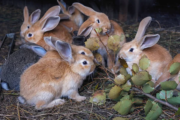 Group Little Rabbits Cage Eating Fresh Alder Leaves — Stock Photo, Image
