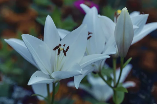 Hermosas Flores Lirio Blanco Lilium Candidum — Foto de Stock