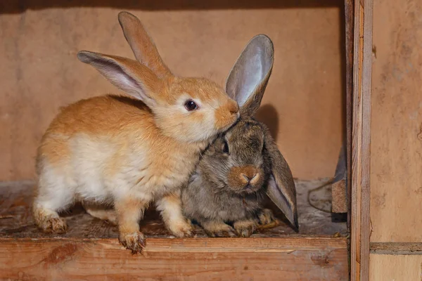 Little Rabbit Wooden Cage Eating Fresh Leaves Branch — Stock Photo, Image