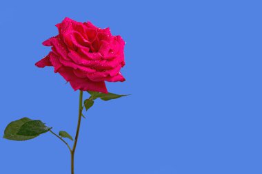 Güzel kırmızı gül, mavi arkaplanda.