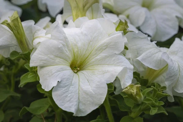 Fleur Blanc Pétunia Gros Plan Vue Boule Blanche Sur Fond — Photo